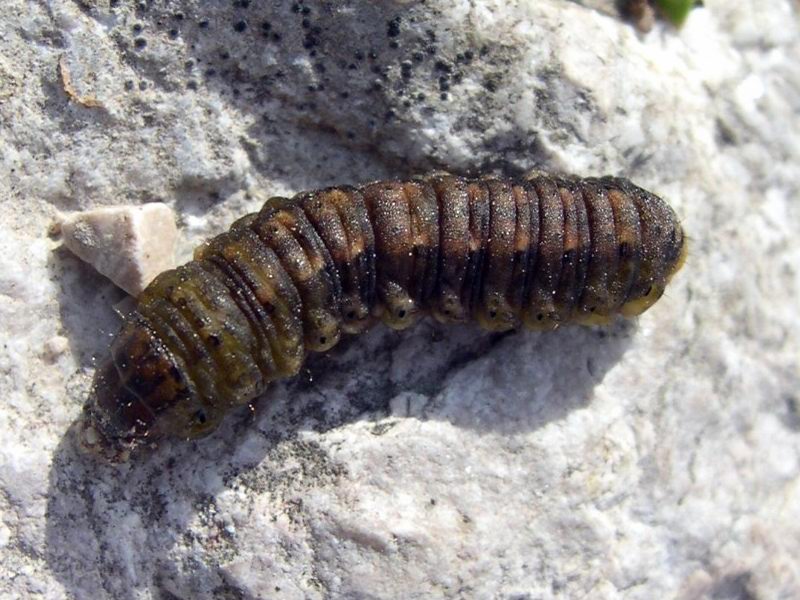 Bruco di Noctuidae in Val Zoldana 3